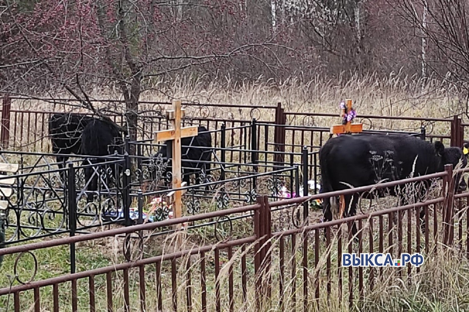 Ломают ограды, ходят по захоронениям и гадят»: коров заметили на кладбище в  Шиморском